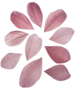 Skårede dekorationsfjer i gammel rosa 5-6 cm – pakke med 36 stk