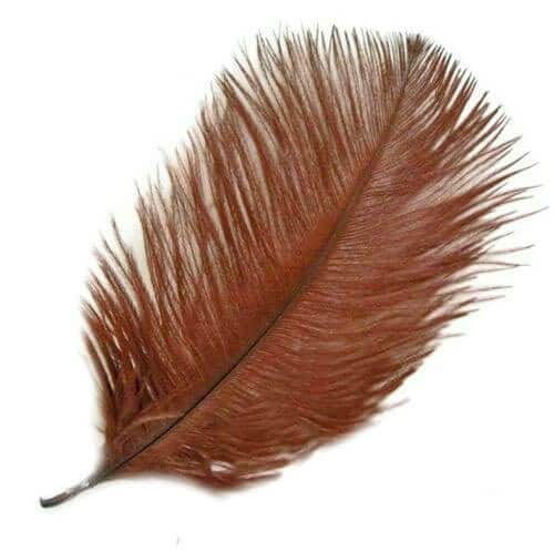 Strudsefjer_brune