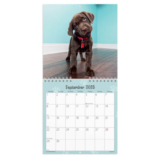 Mayland Vægkalender mini Hundehvalpe 2025