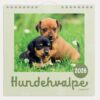 Vægkalender mini Hundehvalpe 2026 fra Mayland med søde hundehvalpe på forsiden.