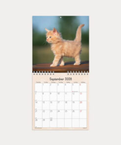 Vægkalender Mini Kattekillinger 2026 fra Mayland med søde kattekillinger og spiralbinding.