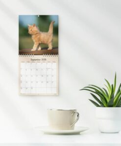 Vægkalender Mini Kattekillinger 2026 fra Mayland med søde kattekillinger og spiralbinding.